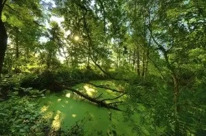 Екосистема болота виробники, споживачі, руйнівники, картинки (виробники) Екосистема болота виробники, споживачі, руйнівники, картинки