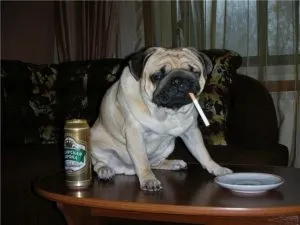 Дресирування мопса, decordog