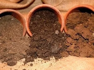 Епісция догляд в домашніх умовах, розмноження, пересадка, хвороби (розмноження) Епісция догляд в домашніх умовах, розмноження, пересадка, хвороби