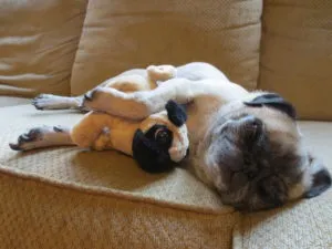 Дресирування мопса, decordog