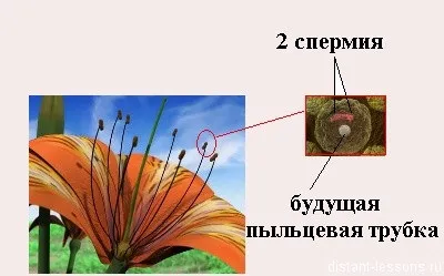 Подвійне запліднення, дистанційні уроки