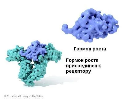 Ендокринна система, гормони і їх роль в організмі - статті