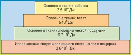 екологічні піраміди
