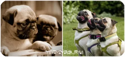 Дресирування мопса що потрібно знати про виховання собаки (фото) (потрібно) Дресирування мопса що потрібно знати про виховання собаки (фото)