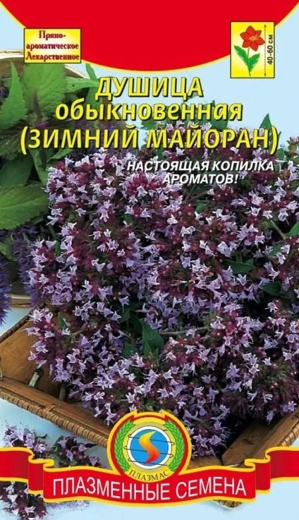 Материнка коли збирати і як сушити в домашніх умовах (домашніх) Материнка коли збирати і як сушити в домашніх умовах