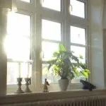 Фази росту рослин, основні етапи розвитку, період спокою і росту квітів (основні) Фази росту рослин, основні етапи розвитку, період спокою і росту квітів