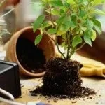 Фази росту рослин, основні етапи розвитку, період спокою і росту квітів (розвитку) Фази росту рослин, основні етапи розвитку, період спокою і росту квітів