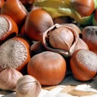фундук горіх