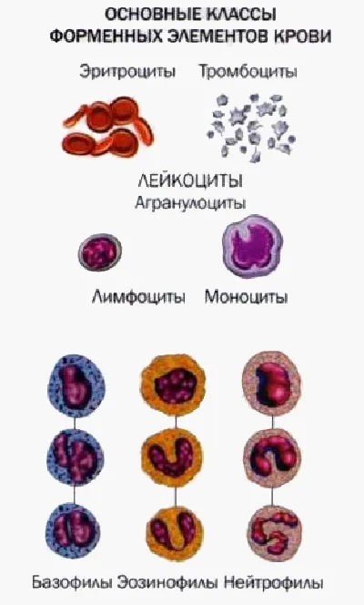 Формені елементи крові, meddoc
