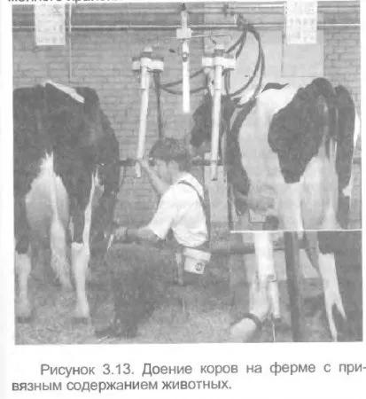 Ферма прив'язного утримання 30 корів - все про тваринництво (корівника) Ферма прив'язного утримання 30 корів - все про тваринництво