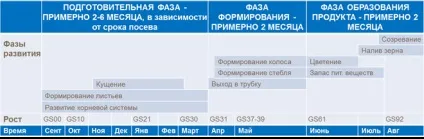 Фази росту і розвитку рослин (розвитку) Фази росту і розвитку рослин