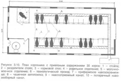 Ферма прив'язного утримання 30 корів - все про тваринництво (канали) Ферма прив'язного утримання 30 корів - все про тваринництво
