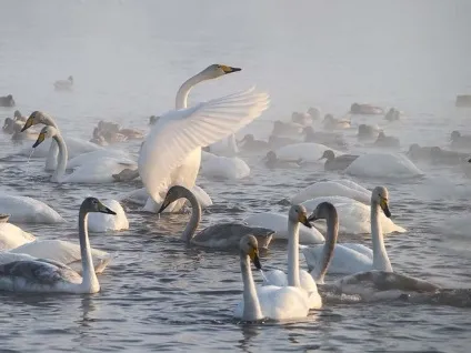 Де зимують лебеді