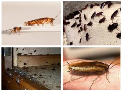 Фобія як називається боязнь павуків одним словом, боязнь тарганів (боязнь) Фобія як називається боязнь павуків одним словом, боязнь тарганів