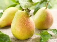 Груша користь і шкода