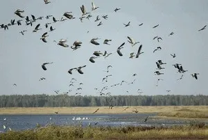 гусяча полювання