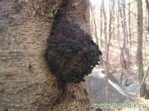 Гриб чага - опис, корисні властивості, народні рецепти (гриб чага трутовик скошений чага березова березовий чорний гриб лікування рецепти використання властивості користь) Гриб чага - опис, корисні властивості, народні рецепти