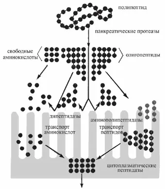 Гіпоалергенна дієта, щоденник харчування алергіка (дієта) Гіпоалергенна дієта, щоденник харчування алергіка