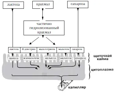 Гіпоалергенна дієта, щоденник харчування алергіка (дієта) Гіпоалергенна дієта, щоденник харчування алергіка