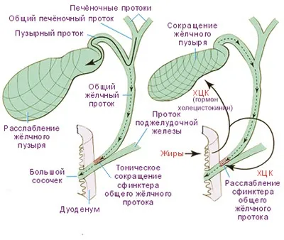 Гіпотонія жовчного міхура симптоми, причини і лікування