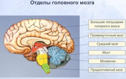 Геміпарез (правобічний, лівобічний) у дітей і дорослих після інсульту (геміпарез) Геміпарез (правобічний, лівобічний) у дітей і дорослих після інсульту