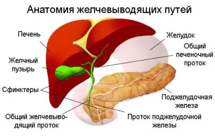 Гіпотонія жовчного міхура - що це таке, у дитини, лікування, народні засоби, дієта (жовчного) Гіпотонія жовчного міхура - що це таке, у дитини, лікування, народні засоби, дієта