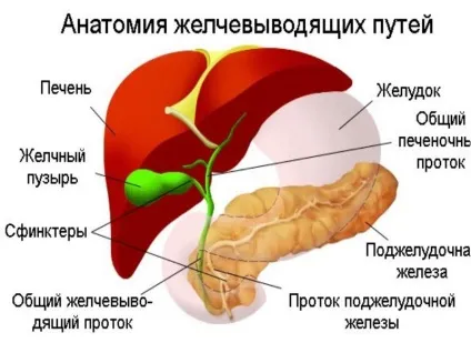 Гіпотонія жовчного міхура, які причини і симптоми у хвороби