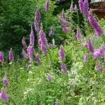 Червневі роботи в квітниках, створюємо гарний сад (створюємо) Червневі роботи в квітниках, створюємо гарний сад
