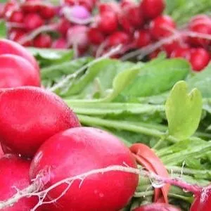 Як боротися з черв'яками в редисці - город без турбот (редисці) Як боротися з черв'яками в редисці - город без турбот