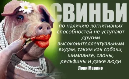 Цікаві факти про
