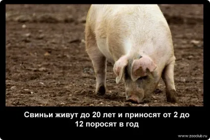 Цікаві факти про свиней фото, цікаві факти про свиней в картинках, фото факти про домашніх (цікаві) Цікаві факти про свиней фото, цікаві факти про свиней в картинках, фото факти про домашніх