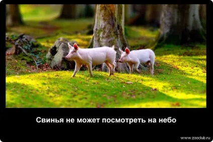 Цікаві факти про свиней фото, цікаві факти про свиней в картинках, фото факти про домашніх (цікаві) Цікаві факти про свиней фото, цікаві факти про свиней в картинках, фото факти про домашніх