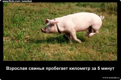 Цікаві факти про свиней фото, цікаві факти про свиней в картинках, фото факти про домашніх (свинях) Цікаві факти про свиней фото, цікаві факти про свиней в картинках, фото факти про домашніх