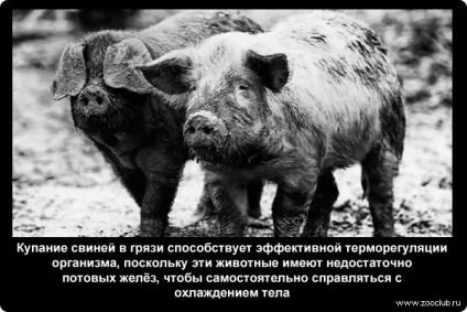 Цікаві факти про свиней фото, цікаві факти про свиней в картинках, фото факти про домашніх (цікаві) Цікаві факти про свиней фото, цікаві факти про свиней в картинках, фото факти про домашніх