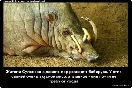 Цікаві факти про свиней фото, цікаві факти про свиней в картинках, фото факти про домашніх (свинях) Цікаві факти про свиней фото, цікаві факти про свиней в картинках, фото факти про домашніх