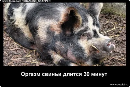 Цікаві факти про свиней фото, цікаві факти про свиней в картинках, фото факти про домашніх (цікаві) Цікаві факти про свиней фото, цікаві факти про свиней в картинках, фото факти про домашніх