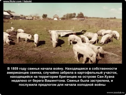 Цікаві факти про свиней фото, цікаві факти про свиней в картинках, фото факти про домашніх (свинях) Цікаві факти про свиней фото, цікаві факти про свиней в картинках, фото факти про домашніх