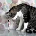 Яких людей люблять кішки