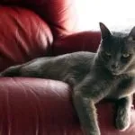 Як позбутися від запаху сечі на дивані поради щодо усунення ароматів (дивані) Як позбутися від запаху сечі на дивані поради щодо усунення ароматів