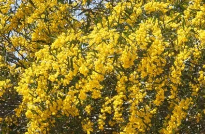 Які бувають види акації опис і фото різновидів (висота червоною акації) Які бувають види акації опис і фото різновидів