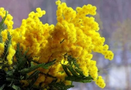 Які бувають види акації опис і фото різновидів (акація є) Які бувають види акації опис і фото різновидів