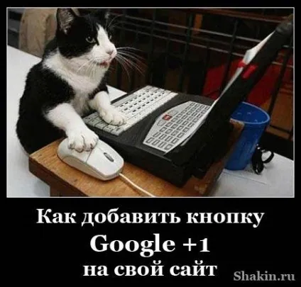 Як додати кнопку google 1 на свій сайт (кнопку) Як додати кнопку google 1 на свій сайт