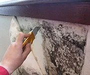 Як очистити килим від шерсті і волосся