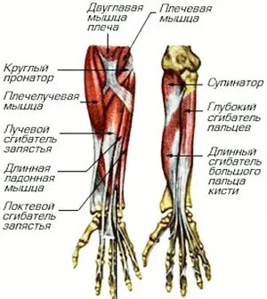 Як накачати передпліччя методики, вправи, нюанси (3х10-15 суперсетом Плюс) Як накачати передпліччя методики, вправи, нюанси