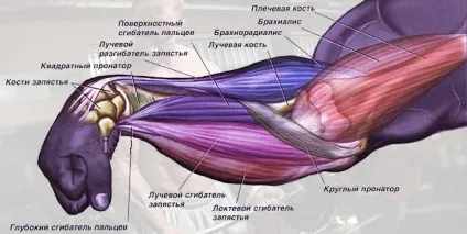 Як накачати сильні і об'ємні передпліччя (можна подивитися тут ↓) Як накачати сильні і об'ємні передпліччя