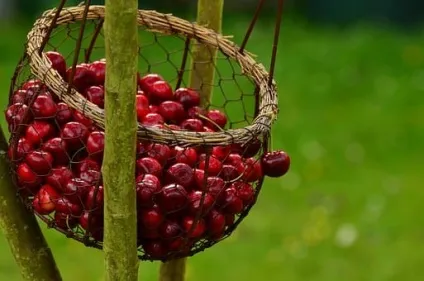 Як підняти імунітет дитині в домашніх умовах, все про дітей і сім'ю (умовах) Як підняти імунітет дитині в домашніх умовах, все про дітей і сім'ю