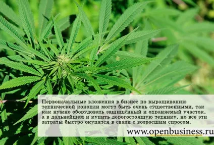 Як відкрити бізнес по вирощуванню технічних конопель (технічної) Як відкрити бізнес по вирощуванню технічних конопель