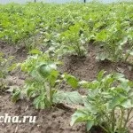 Як проростити картоплю для посадки, дача (обробити картоплю перед) Як проростити картоплю для посадки, дача