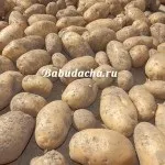 Як проростити картоплю для посадки, дача (посадки) Як проростити картоплю для посадки, дача