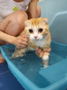 Як правильно помити кота, який боїться води (як спокутувати кота якщо він боїться) Як правильно помити кота, який боїться води